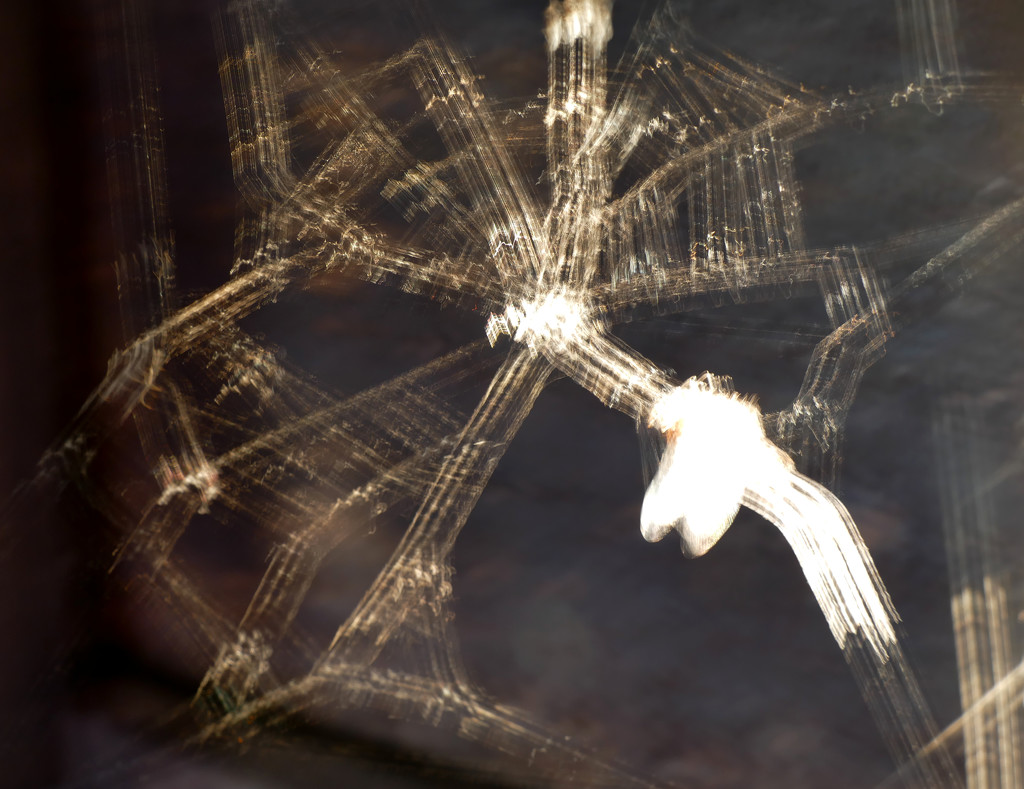 spiderweb catching sunrays by marijbar