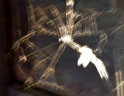 30th Jul 2019 - spiderweb catching sunrays