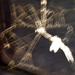 spiderweb catching sunrays by marijbar
