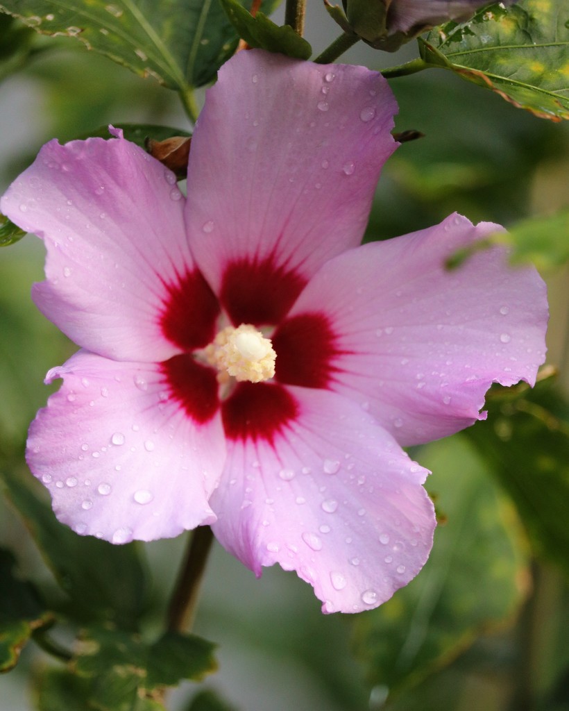 July 30: Rose of Sharon by daisymiller