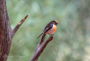 1st Aug 2019 - Red Breasted Bird