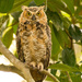Great Horned Owl Getting Ready for the Night Time! by rickster549