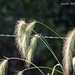 Grasses by grannysue