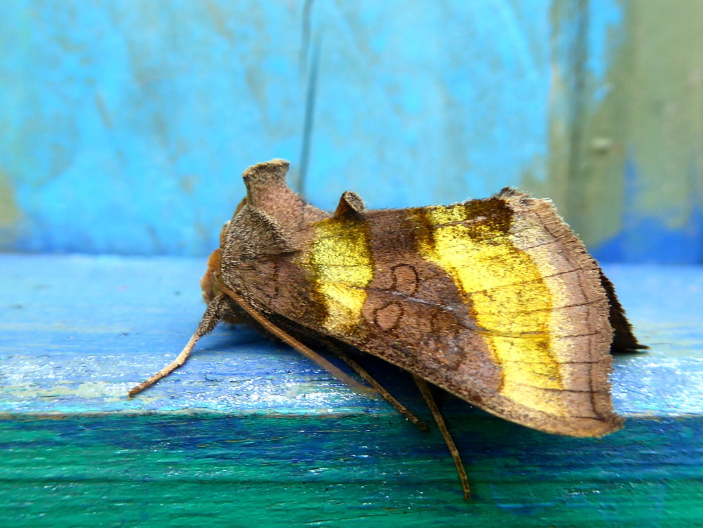 burnished brass by steveandkerry