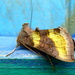 burnished brass by steveandkerry