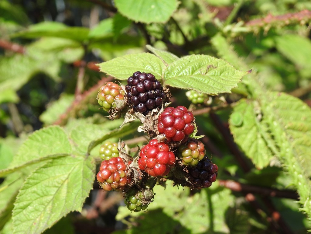 Blackberries appearing by roachling