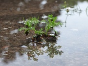 30th Jul 2019 - Plant in a Puddle