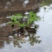 Plant in a Puddle by roachling