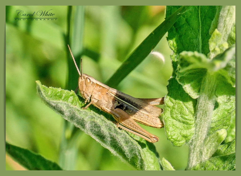 Lesser Marsh Grasshopper (I think) by carolmw