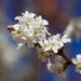 A Touch Of Spring In WinterDSC_4735 by merrelyn