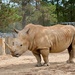 Rhinoceros by kgolab