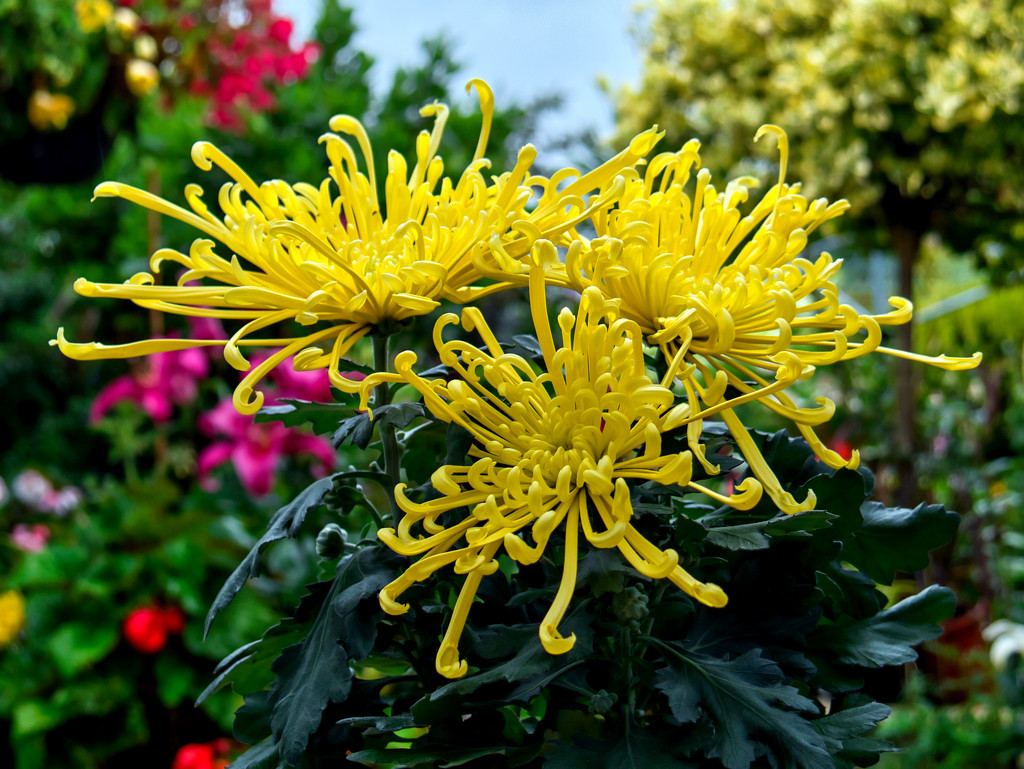 Starburst Chrysanthemum. by tonygig