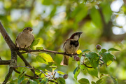 31st Jul 2019 - Sharing a branch - Daddy and baby