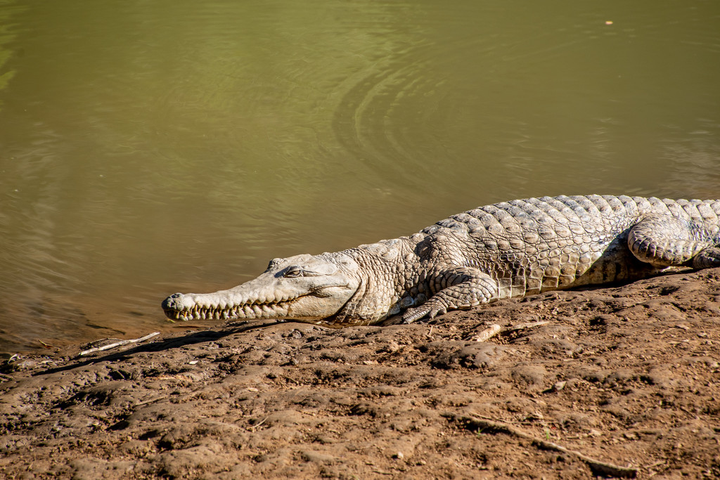 crocodile by yorkshirekiwi