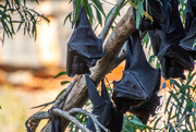 28th Jul 2019 - fruit bats
