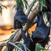 fruit bats by yorkshirekiwi