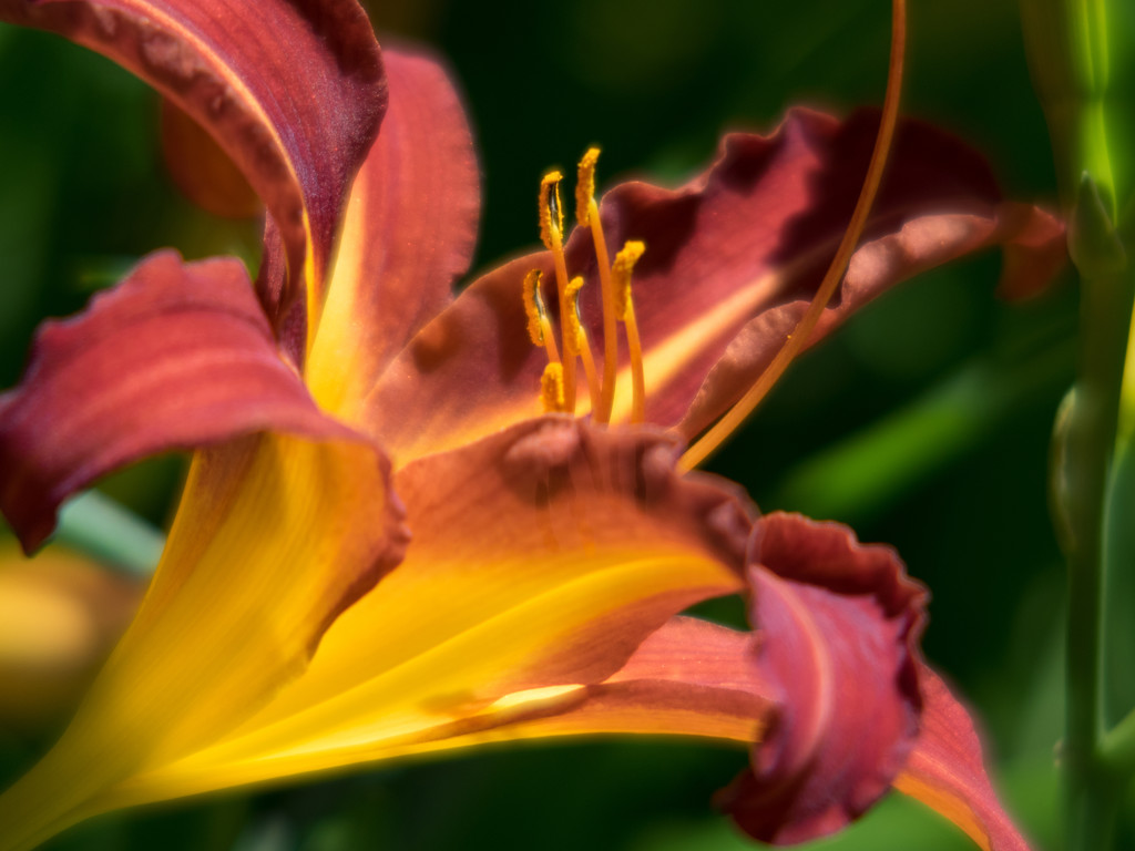 Daylily  by tosee