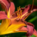Daylily  by tosee