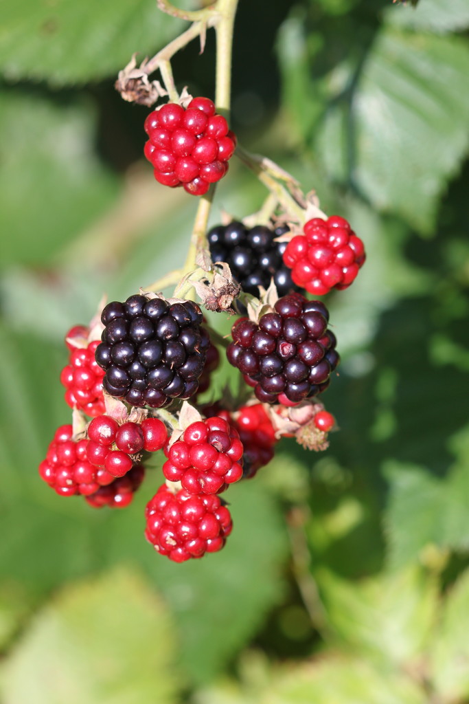 Local blackberry crop by maysvilleky