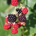 Local blackberry crop by maysvilleky