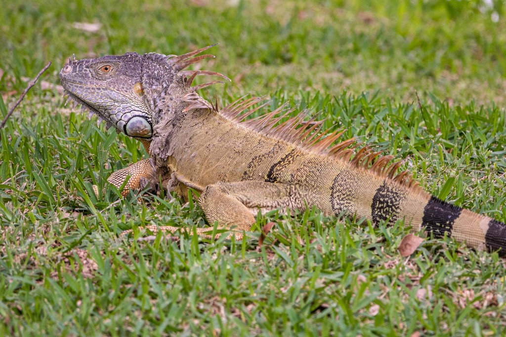 Iguana in Florida by jyokota