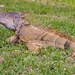 Iguana in Florida by jyokota