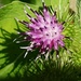Thistle and its shadow  by waltzingmarie