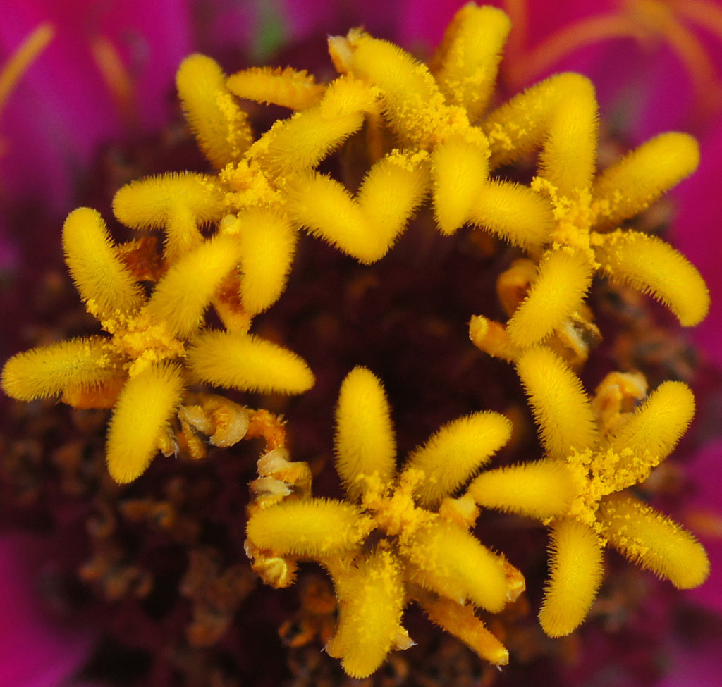 Deep inside a flower by larrysphotos