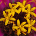 Deep inside a flower by larrysphotos