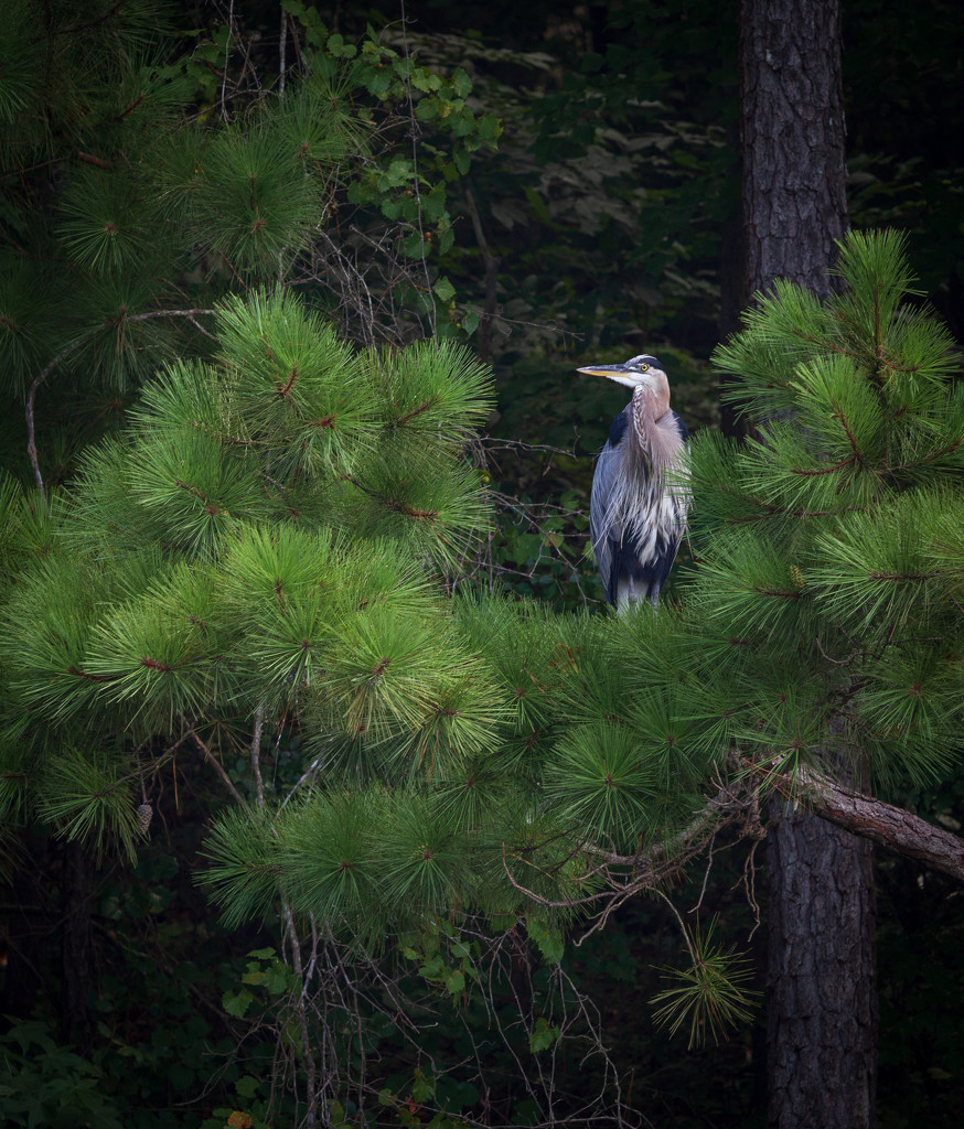 Great Blue Heron by kvphoto