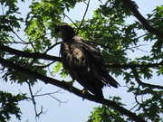 3rd Jul 2019 - Young Eagle