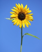 31st Jul 2019 - July 31: Sunflower