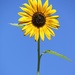 July 31: Sunflower by daisymiller