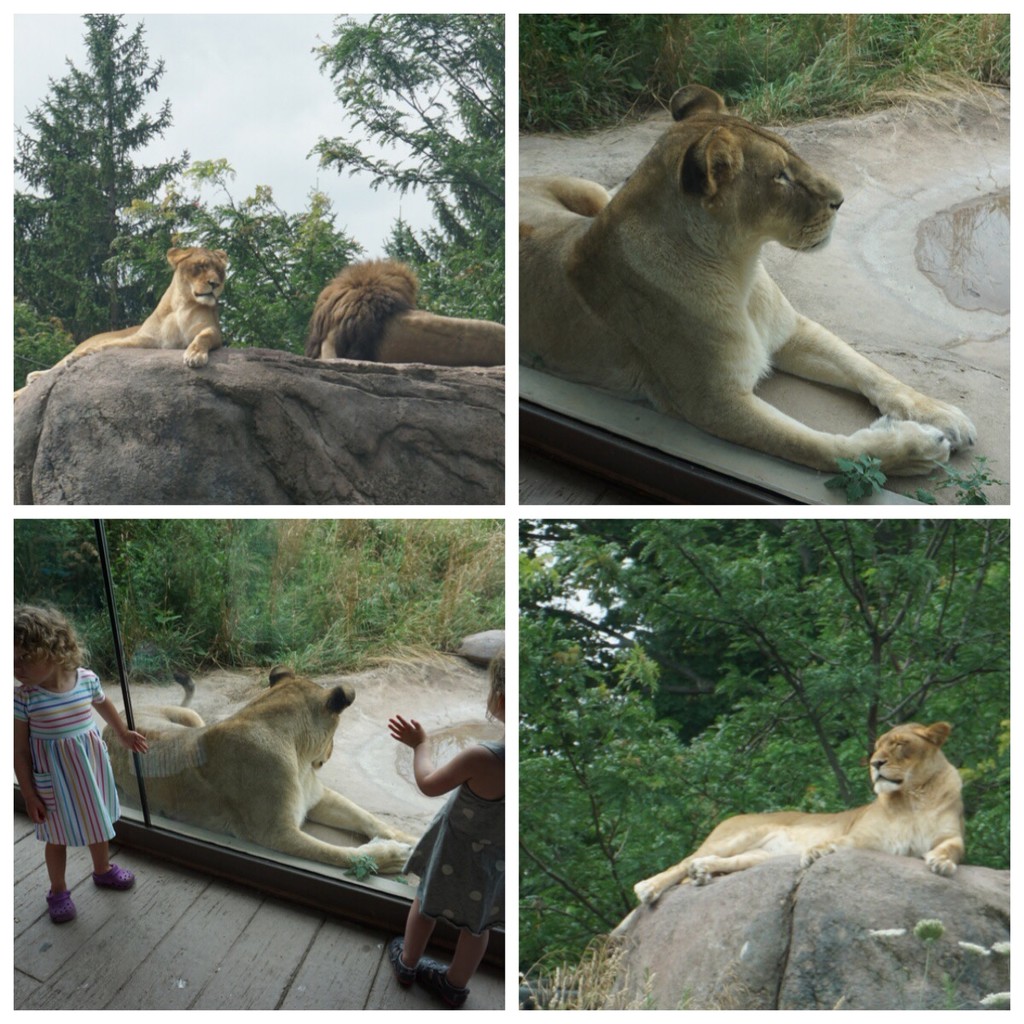 In Person: The Lion King and His Consort by allie912