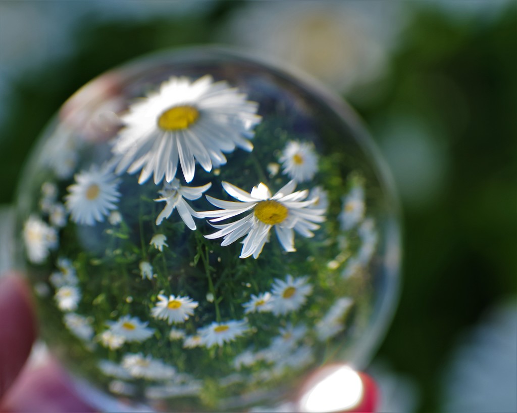Shasta daisies In a crystal ball by radiogirl