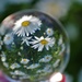 Shasta daisies In a crystal ball by radiogirl