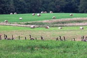31st Jul 2019 - More Geese