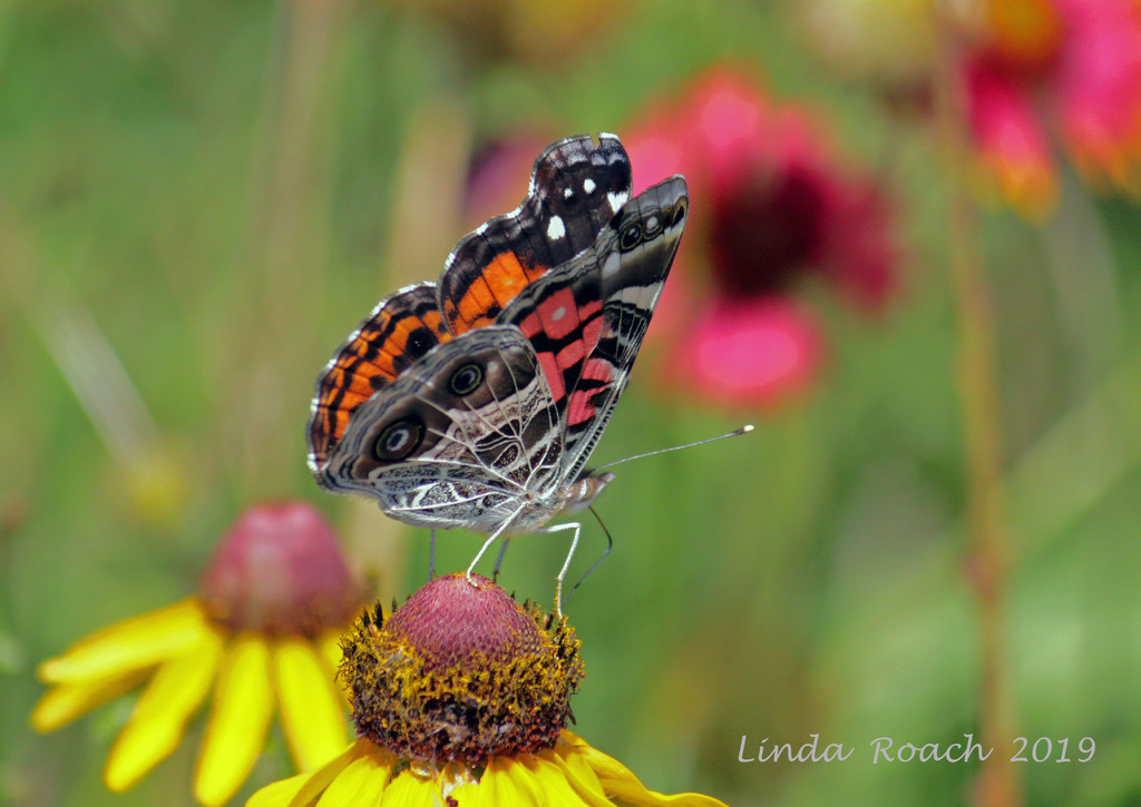 Painted Lady by grannysue