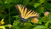 31st Jul 2019 - Eastern Tiger Swallowtail Butterfly!