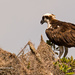 A Different Osprey, Believe it or Not! by rickster549