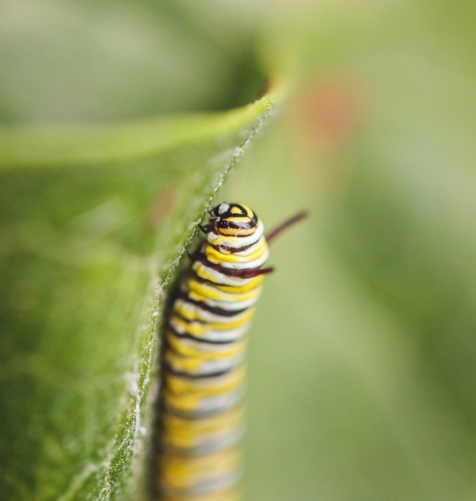Monarch caterpillar by aecasey