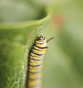30th Jul 2019 - Monarch caterpillar