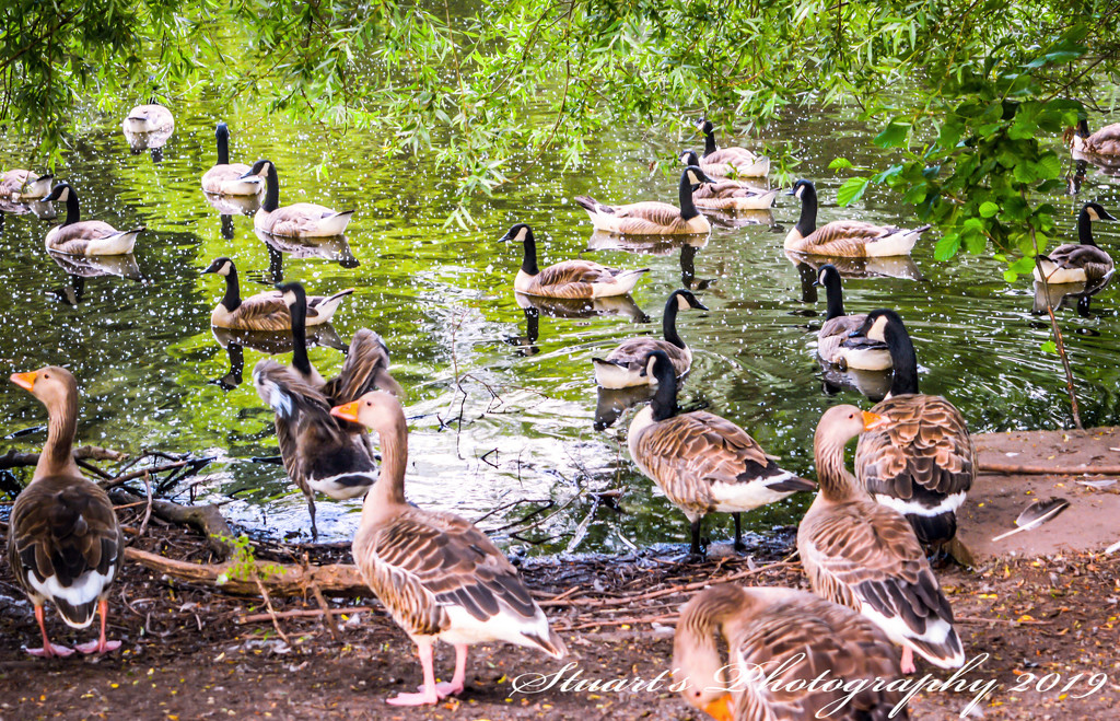 Geese galore  by stuart46