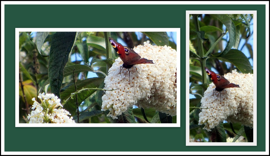 Peacock.On a shrub of white buddleia. by grace55