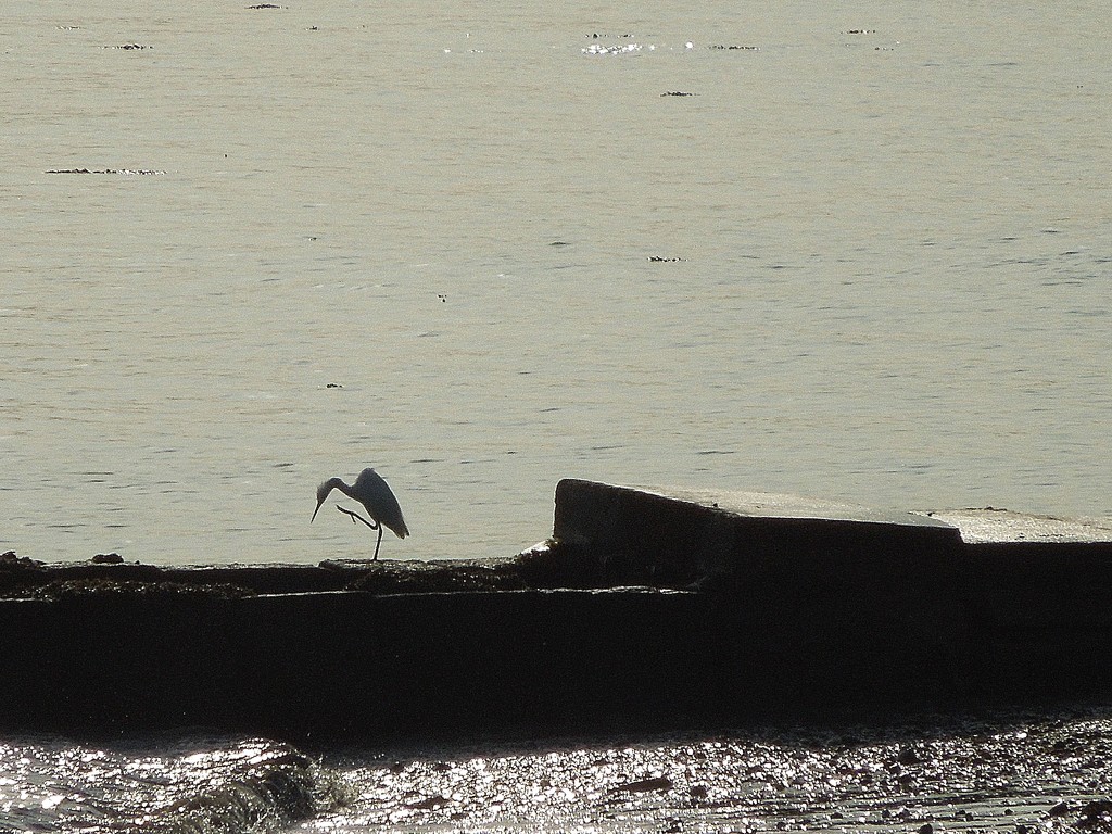 Catching breakfast by etienne