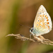 Blue Butterfly by shepherdmanswife