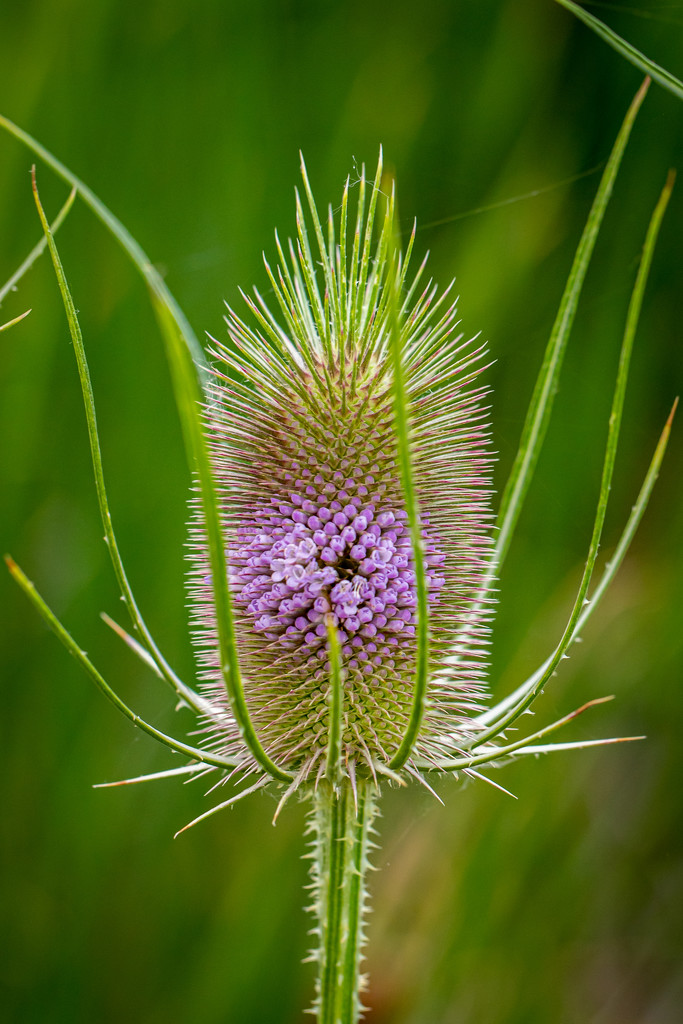 Teasel by lindasees