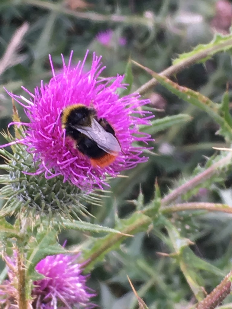 Gorging on thistle pollen! by 365anne