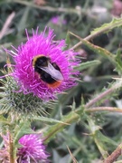 29th Jul 2019 - Gorging on thistle pollen!