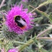 Gorging on thistle pollen! by 365anne